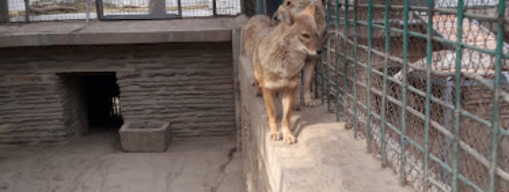 Kabul Zoo Travel Forum Reviews