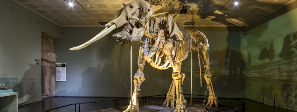 Kahramanmaraş Archaeology Museum Travel Forum Reviews