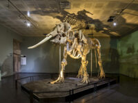 Kahramanmaraş Archaeology Museum Travel Forum Reviews
