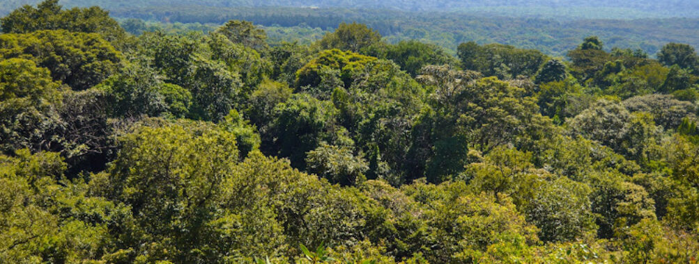 Kakamega Forest Travel Forum Reviews