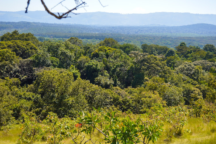 Kakamega Forest