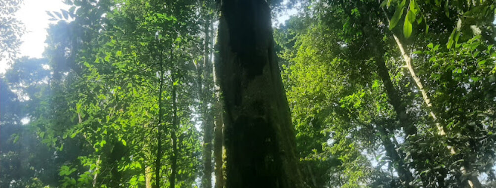 Kakamega Forest National Reserve Travel Forum Reviews