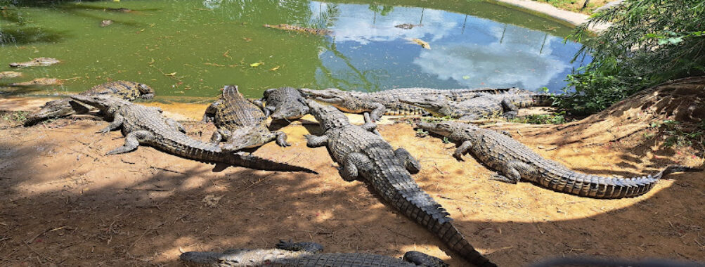 Kalimba Reptile Park Travel Forum Reviews