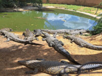 Kalimba Reptile Park Travel Forum Reviews