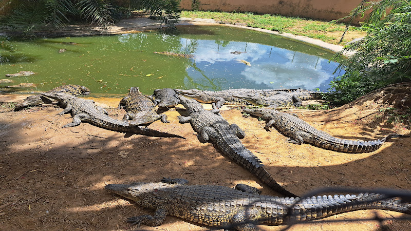 Kalimba Reptile Park
