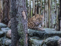 Kaliningrad Zoopark Travel Forum Reviews