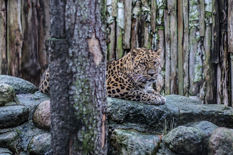 Kaliningrad Zoopark
