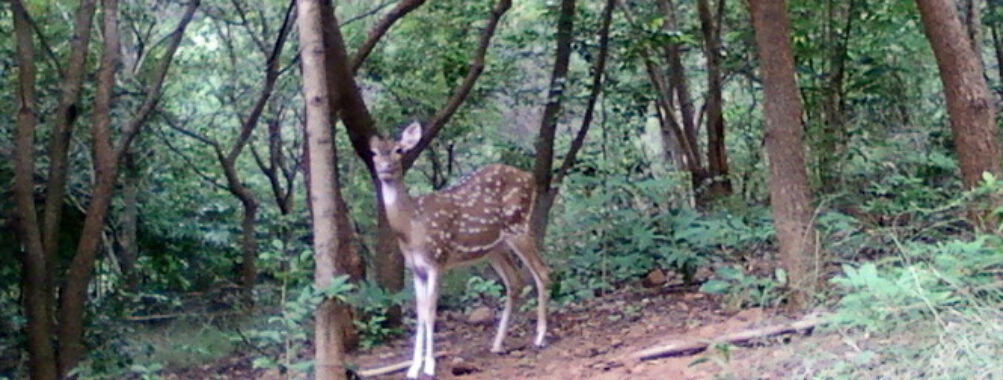 Kambalakonda Wildlife Sanctuary Travel Forum Reviews
