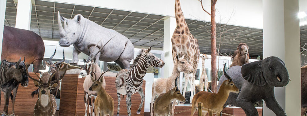 Kaunas Tadas Ivanauskas Museum of Zoology Travel Forum Reviews