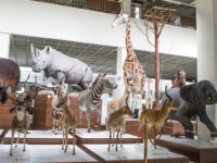 Kaunas Tadas Ivanauskas Museum of Zoology Travel Forum Reviews