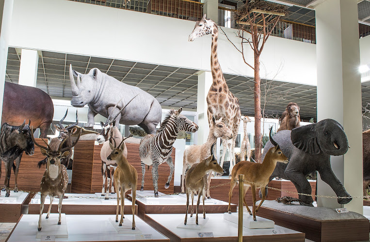 Kaunas Tadas Ivanauskas Museum of Zoology