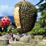 Kebun Durian Warso Farm