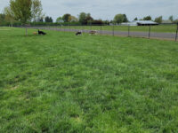 Keizer Rapids Dog Park Travel Forum Reviews