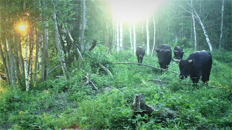 Ķemeri National Park