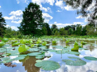 Kenilworth Park & Aquatic Gardens Travel Forum Reviews