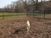 Kent Dog Park Travel Forum Reviews