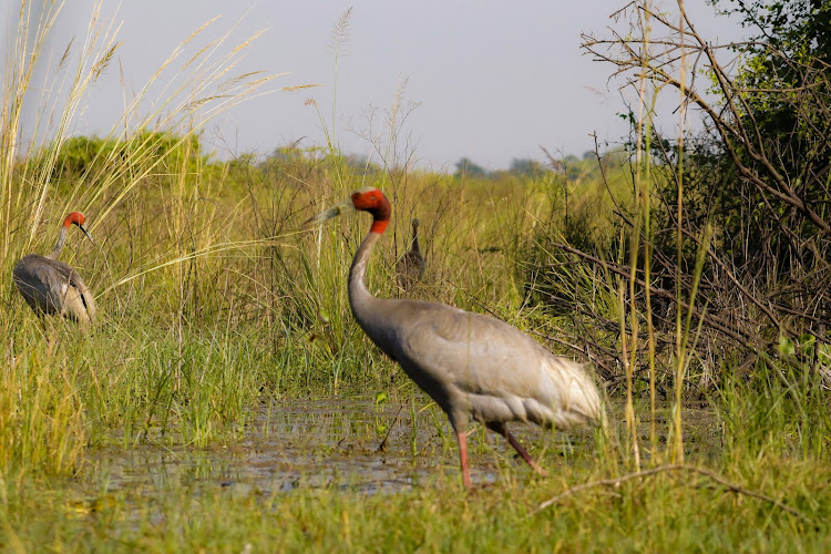 Keoladeo National Park