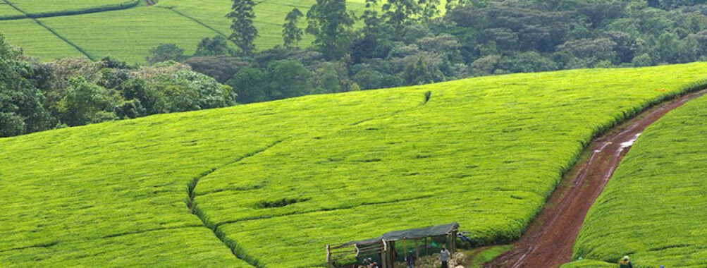 Kericho Travel Forum Reviews