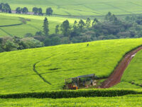 Kericho Travel Forum Reviews