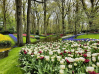 Keukenhof Travel Forum Reviews