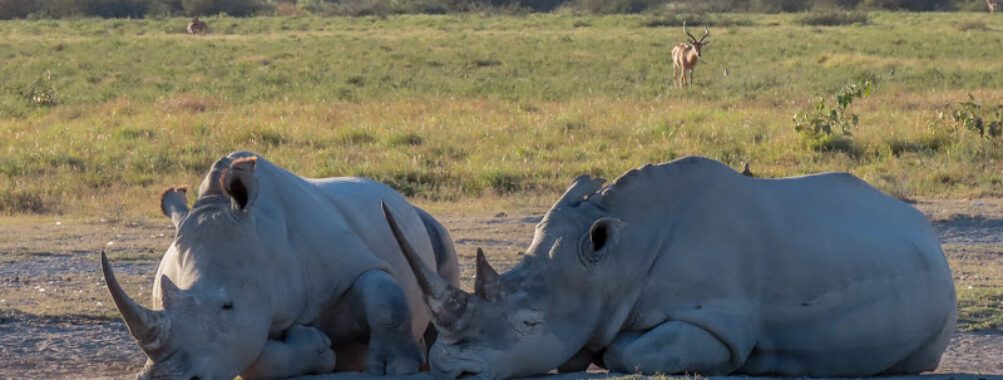 Khama Rhino Sanctuary Travel Forum Reviews