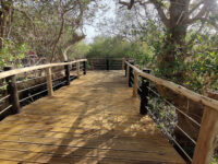 Khor Kalba Mangrove Centre Travel Forum Reviews