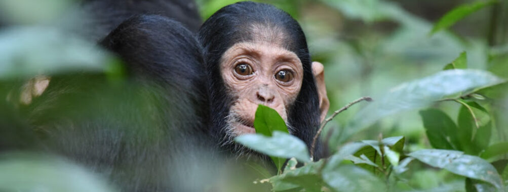 Kibale National Park Travel Forum Reviews