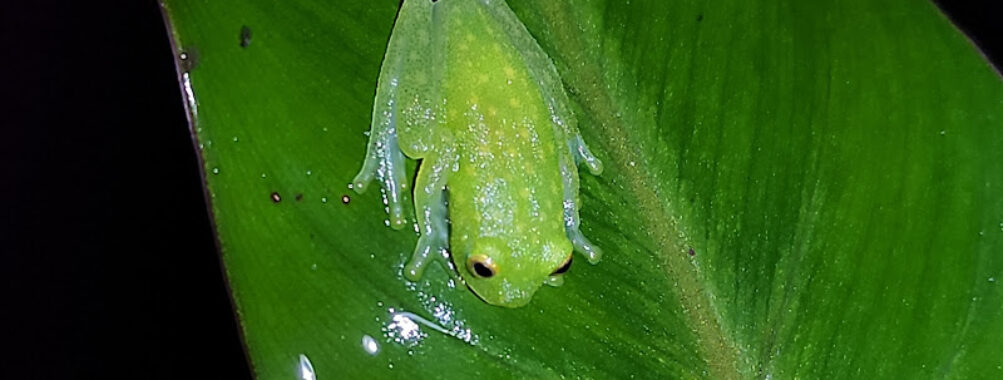 Kinkajou Night Walk Travel Forum Reviews