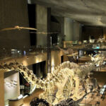 Kitakyushu Museum of Natural History & Human History