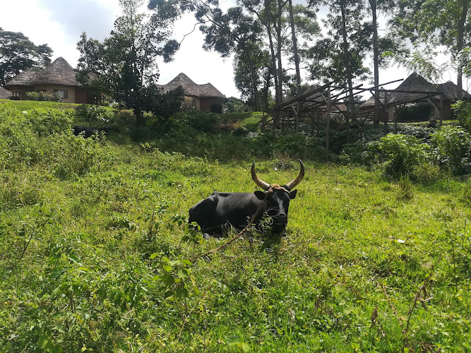 Kitubulu forest and beach