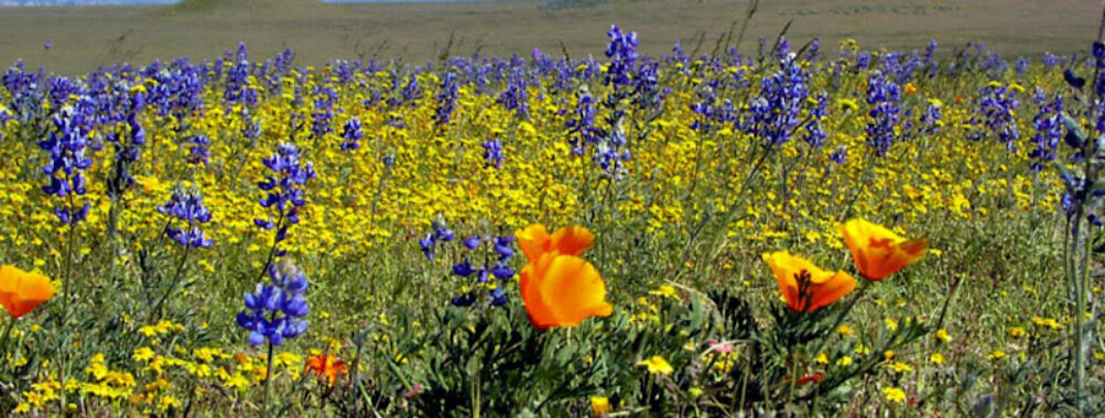 Kitulo National Park Travel Forum Reviews
