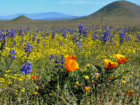 Kitulo National Park Travel Forum Reviews