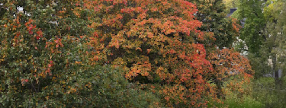 Klockgjutarparken Travel Forum Reviews