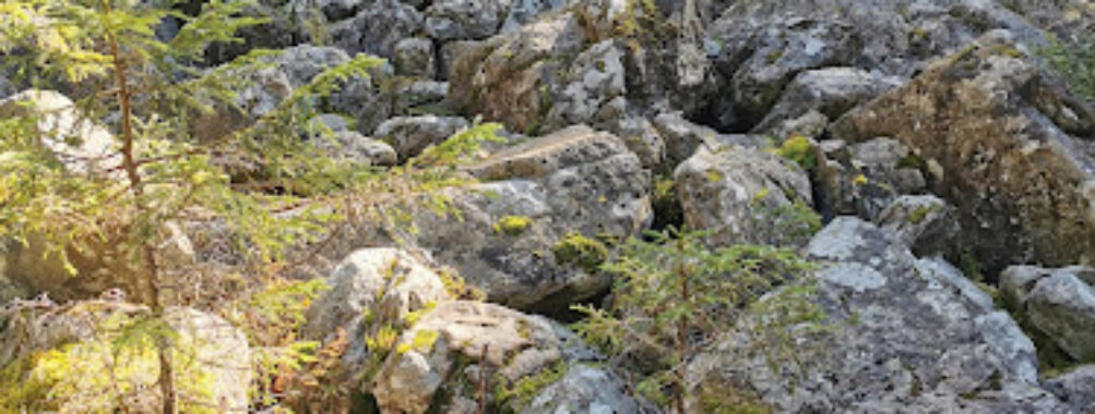Kolvananuuro Nature Trail Travel Forum Reviews