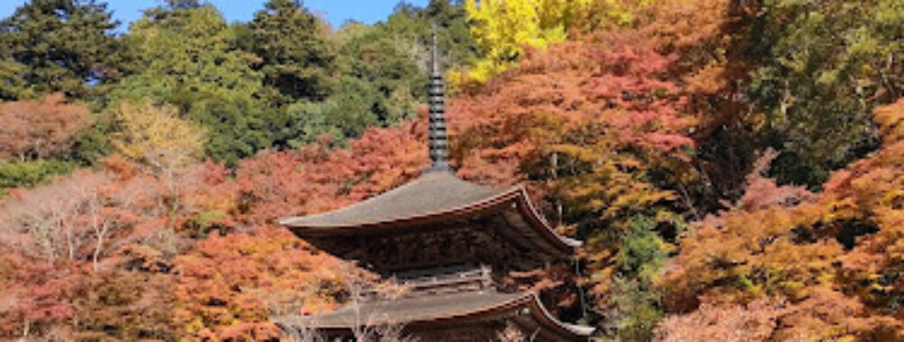 Kongo-in Travel Forum Reviews