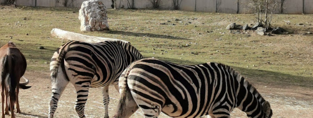 Košice Zoo Travel Forum Reviews