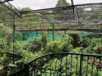 Kuala Lumpur Butterfly Park Travel Forum Reviews