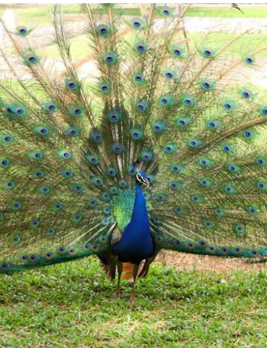 Kumasi Zoological Gardens