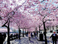 Kungsträdgården Travel Forum Reviews
