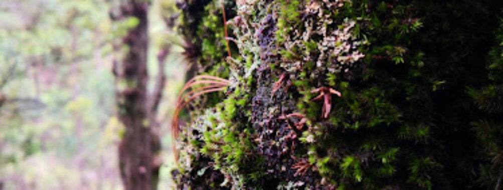 La Montañita Tegucigalpa Travel Forum Reviews