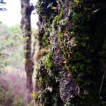La Montañita Tegucigalpa