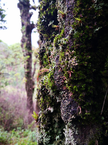 La Montañita Tegucigalpa