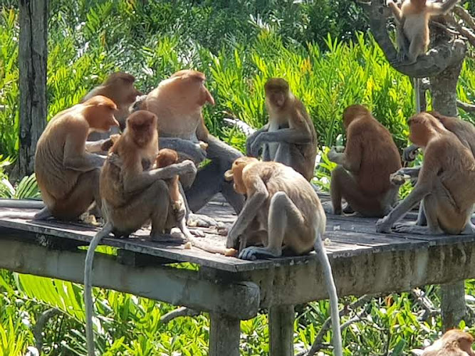 Labuk Bay Proboscis Sanctuary – Platform A