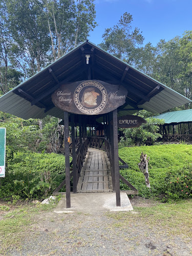 Labuk Bay Proboscis Sanctuary – Platform B