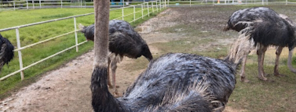 Ladang Burung Unta Perlis (Ostrich Farm) Travel Forum Reviews