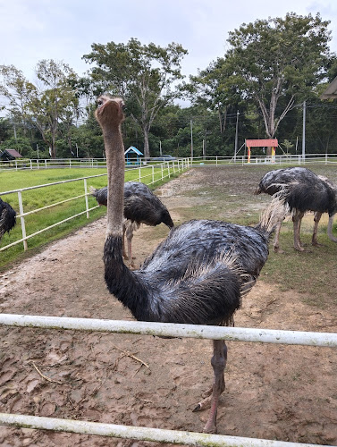Ladang Burung Unta Perlis (Ostrich Farm)