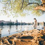 Lady tourist feeding white swans at Vltava river in Prague