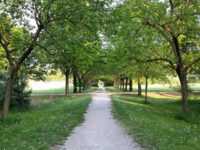 Laghetto di Viale Fulvio Testi Travel Forum Reviews