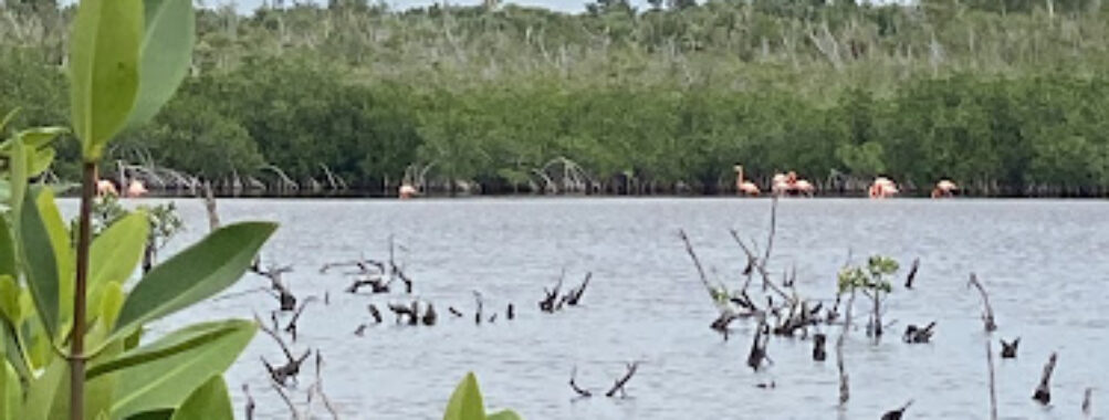 Lagoon Boat Ride Travel Forum Reviews
