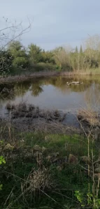 Laguna